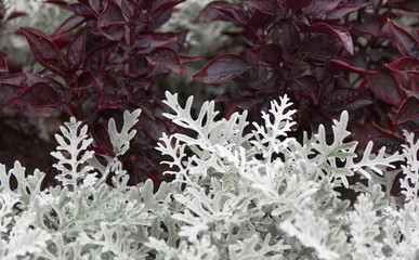 Cineraria maritima silver dust and dark red leaves. Soft focus dusty miller plant background. Christmas texture.