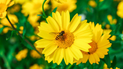 Fototapeta premium Wasp resting on a big yellow daisy flower in a sunny day.