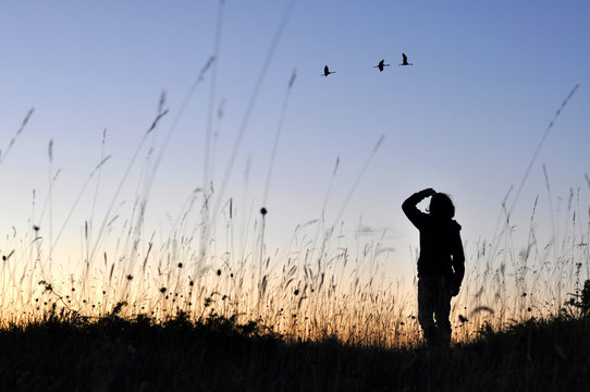 Femme regardant un passage de grues