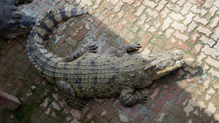 Alligator and crocodile