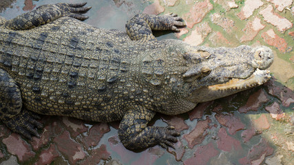 Alligator and crocodile