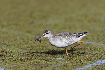 ツルシギ(Spotted Redshank)