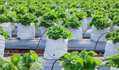 strawberry farm have bright green leaves. in the garden have more many varieties. tourists visiting and tasting the strawberry fresh berries.