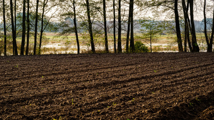 Pole nad Narwią © podlaski49