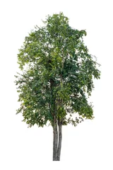 Papier Peint photo Arbres Tree isolated on white background. have green leaves and yellow leaves on a trees.