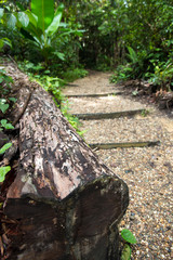 Fallen tree trunk in rainforest