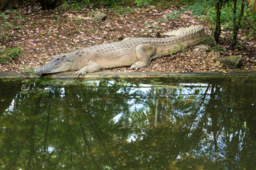 Saltwater crocodile in the farm