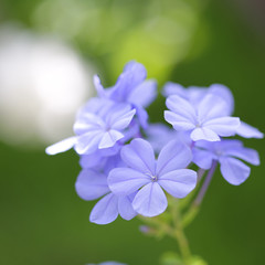 Plumbago auriculata flower