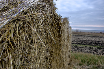 hay in the field