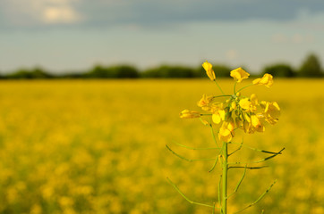 Bright yellow canola field under blue sky summer day