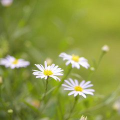White Zinnia flowers