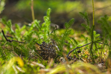 Pine in forest