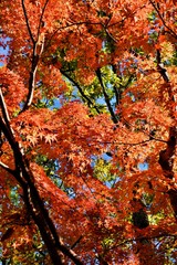 カエデの紅葉、背景素材