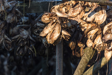 Cod stock fish. Traditional way of drying stock fish in Norway, Lofoten Islands.