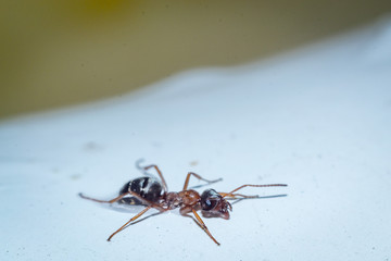 the ant in the water