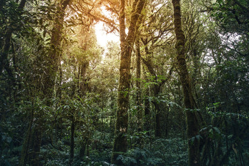 Tropical rainforest Doi Inthanon national park