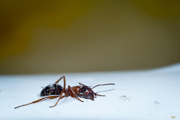the ant in the water