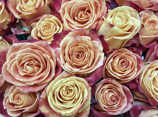 Beautiful floral background. Bouquet of hybrid tea roses.