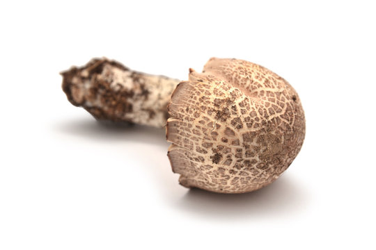  agaricus porphyrocephalus mushroom