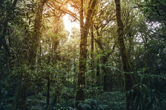 Fototapeta Tropical rainforest Doi Inthanon national park