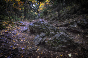 The nature of the Holy Mountain Athos, Greek Macedonia