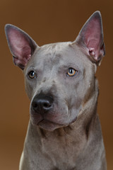 beautiful blue thai ridgeback dog