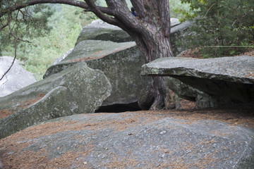 Foret de fontainebleau en seine et marne