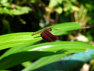 Brown dragonfly