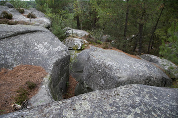 Foret de fontainebleau en seine et marne