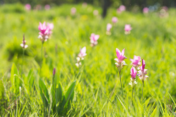 Krachai flower blooming in field.