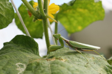 A green mantis sits on a cucumber leaf.