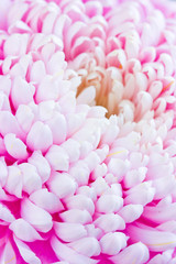 Obraz premium Beautiful pink chrysanthemum