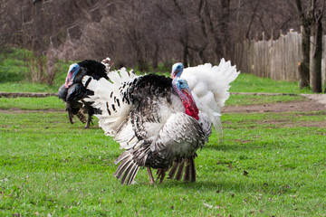 turkey male or gobbler grazing on a green grass background