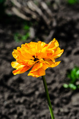 Yellow tulip on a flowerbed in garden