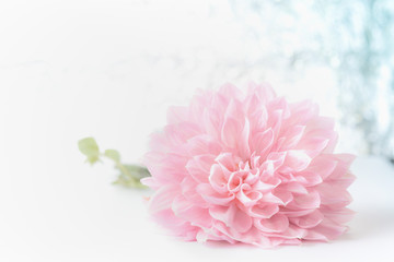 Big beautiful pink pale flower on bokeh background, front view. Creative floral greeting card for Mothers day, wedding , happy event or birthday