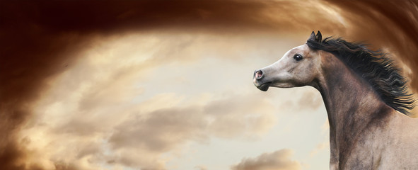 Thoroughbred arabian horse running at awesome  dramatic sky background. Horse head with developing mane, banner or template