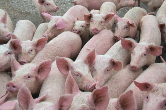 Livestock breeding. The farm pigs.