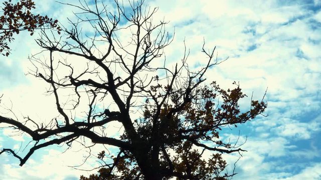 Tree And Clouds Time Lapse