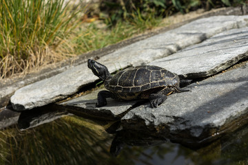 small black turtle sitting on concrete rock next to water pond