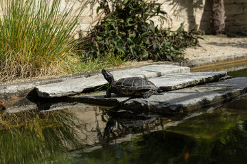small black turtle sitting on concrete rock next to water pond