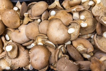 Portobello mushrooms