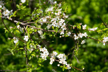 Detail of blossom cherry tree