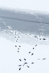 Rabbits that have jumped on the ice