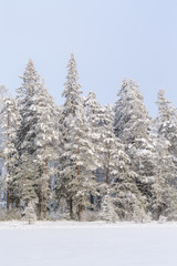 Coniferous forest with snow and frost in winter