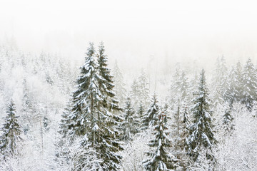 Cold weather in the woods in the winter