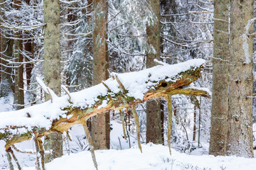 Old tree snag in a forest in winter with snow