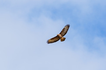 Buzzard flying with spread wings
