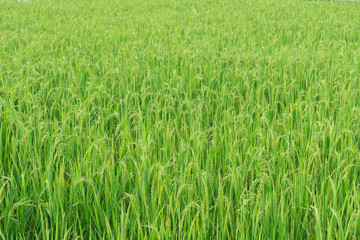 Background of green rice field in the clear day.
