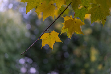 yellow leaf on tree in autumn