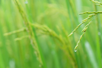 Close up paddy rice plant in the field with water drop in the fresh morning.